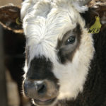 Canadian cattle producers continue to miss market opportunities due to BSE, and Conservatives say a key deadline was missed.