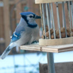 Blue jays are especially fond of peanuts in the shell.