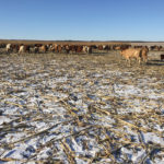 “Maybe as we start rolling into these times of more climactic events, more weather-related events, maybe there’s an onus on MFGA and some of the other producer groups to start showing more leadership so that producers don’t get caught up unawares.” – Duncan Morrison.