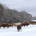 As winter bites the scope of the feed shortage — and the size of the cull — is coming into focus.