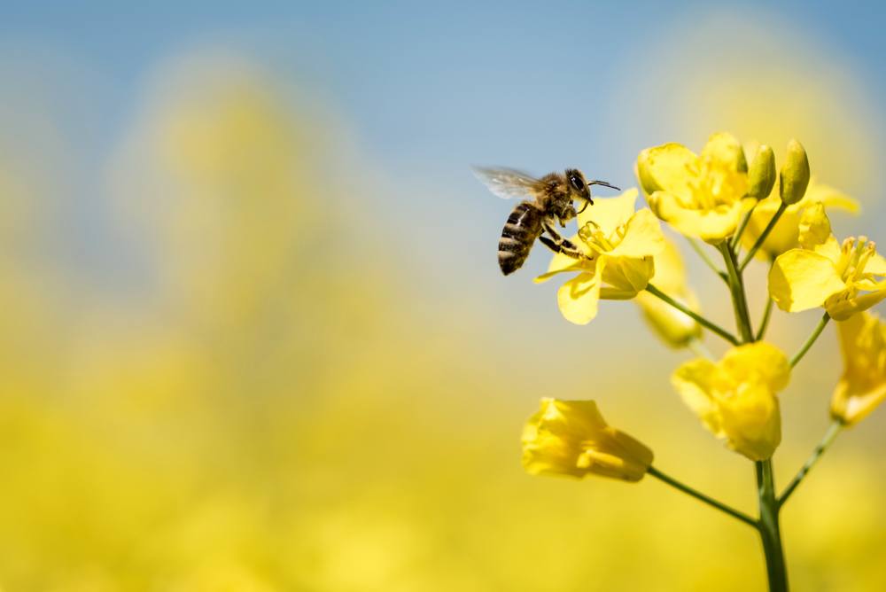 Disappearing natural habitat threatens bees’ diet