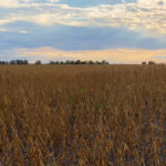 Is Canada’s agri-food system ready to compete in the future of good food?