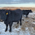 This cow herd at NDSU’s Dickinson Research Extension Center is in the last trimester of gestation.