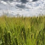 Barley south of Ethelton, Sask. on July 30, 2019. (Dave Bedard photo)
