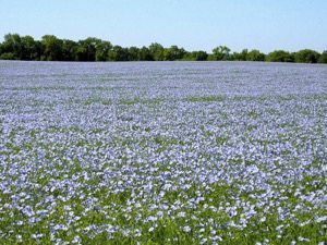 Eight tips for growing flax