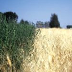 Top 10 weed management practices