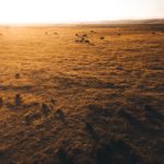 File photo of cattle on grass in Montana. (Franckreporter/E+/Getty Images)
