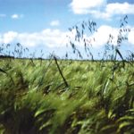 Four steps to managing herbicides