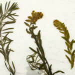 The three worst forage weeds