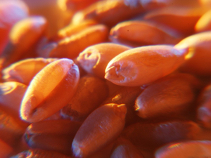 Seven deadly sins of grain marketing