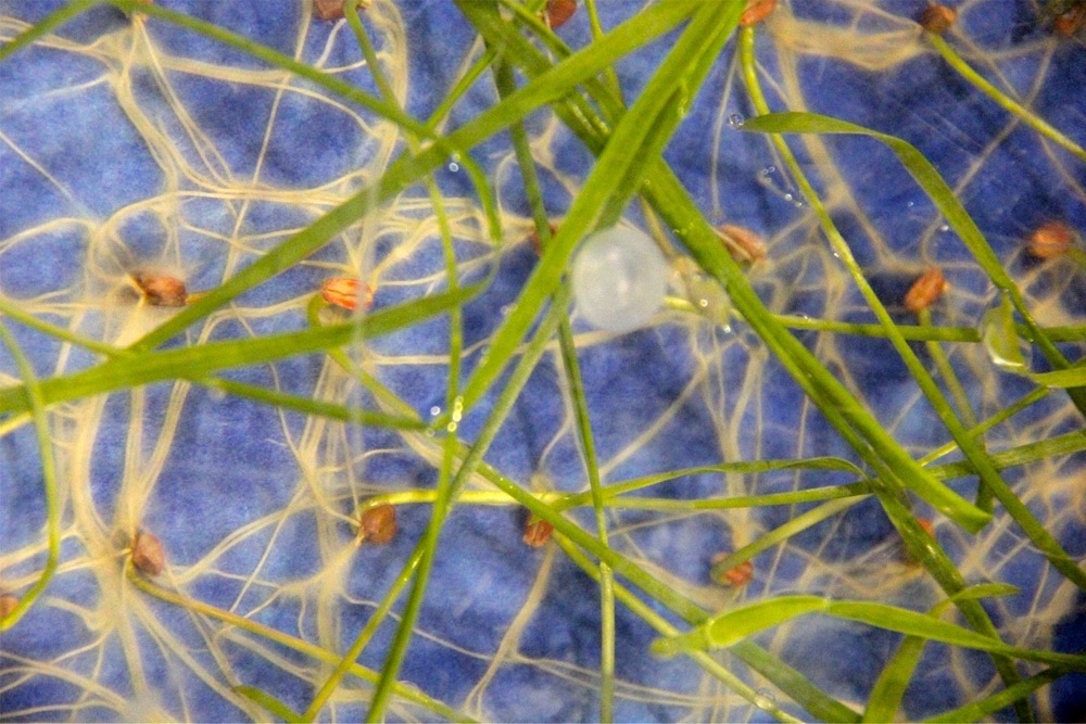 Poorly-treated wheat seed, inoculated with f. graminearum.  Photo: Lisa Guenther
