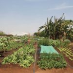 Brazil: Farming on a larger scale