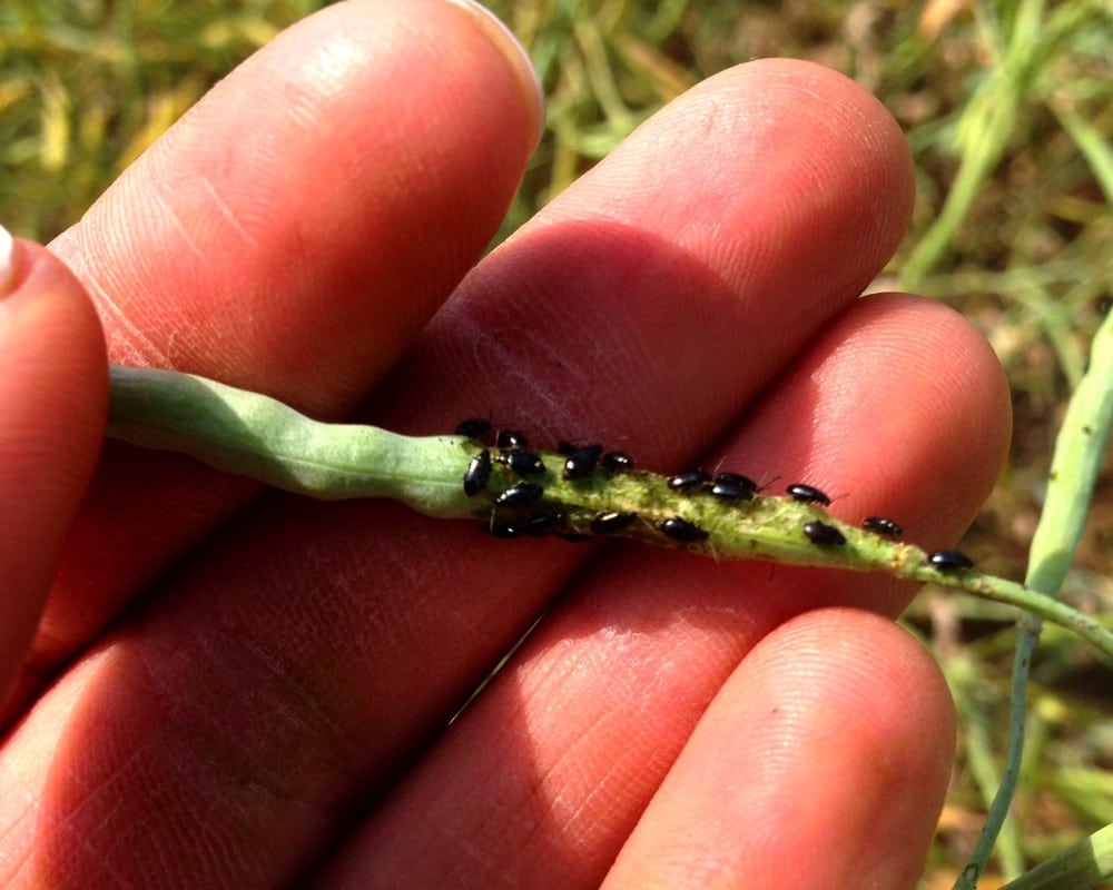 Photo: Canola Council of Canada