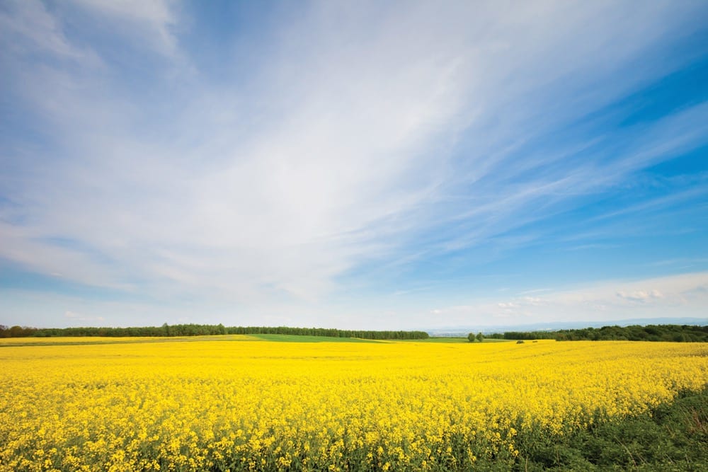 Four reasons to try new canola genetics