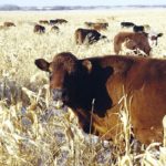 Five tips for grazing corn this winter