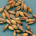 14 steps to avoiding fusarium