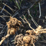 Twelve tips to clubroot management