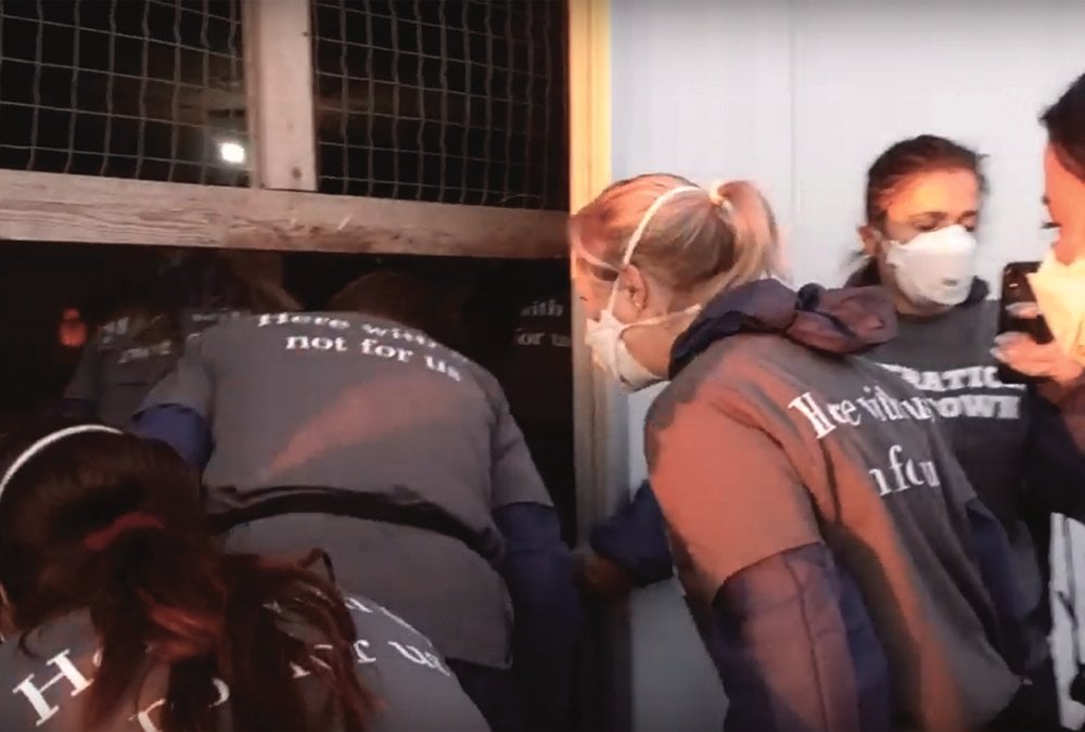 Screenshot from a video posted on YouTube showing animal rights activists entering a turkey barn at the Jumbo Valley Hutterite Colony on Labour Day.
