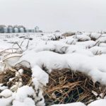 Excessive amounts of fall moisture in the form of rain and snow has practically ensured that grain drying will be necessary for any remaining crops to be harvested.  Photo: File
