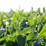 Photo: GFM/Greg Berg
