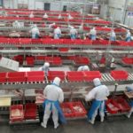 Workers sort cuts of fresh pork in a processing plant of pork producer WH Group in Zhengzhou in China’s Henan province in this file photo, taken through glass, from Nov. 24, 2017. (File photo: Reuters/Dominique Patton)
