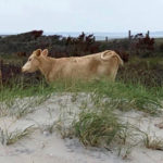 A deep storm surge that flowed during Hurricane Dorian from the Pamlico Sound back to the Atlantic Ocean swept this cow off her home range on North Carolina’s Cedar Island over to the barrier island in Cape Lookout National Seashore, where she was found in early September. (U.S. National Park Service photo by Jeff West)
