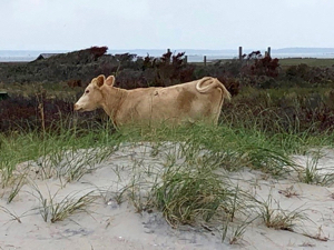 A deep storm surge that flowed during Hurricane Dorian from the Pamlico Sound back to the Atlantic Ocean swept this cow off her home range on North Carolina’s Cedar Island over to the barrier island in Cape Lookout National Seashore, where she was found in early September. (U.S. National Park Service photo by Jeff West)

