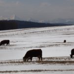 (Photo courtesy Canada Beef Inc.)
