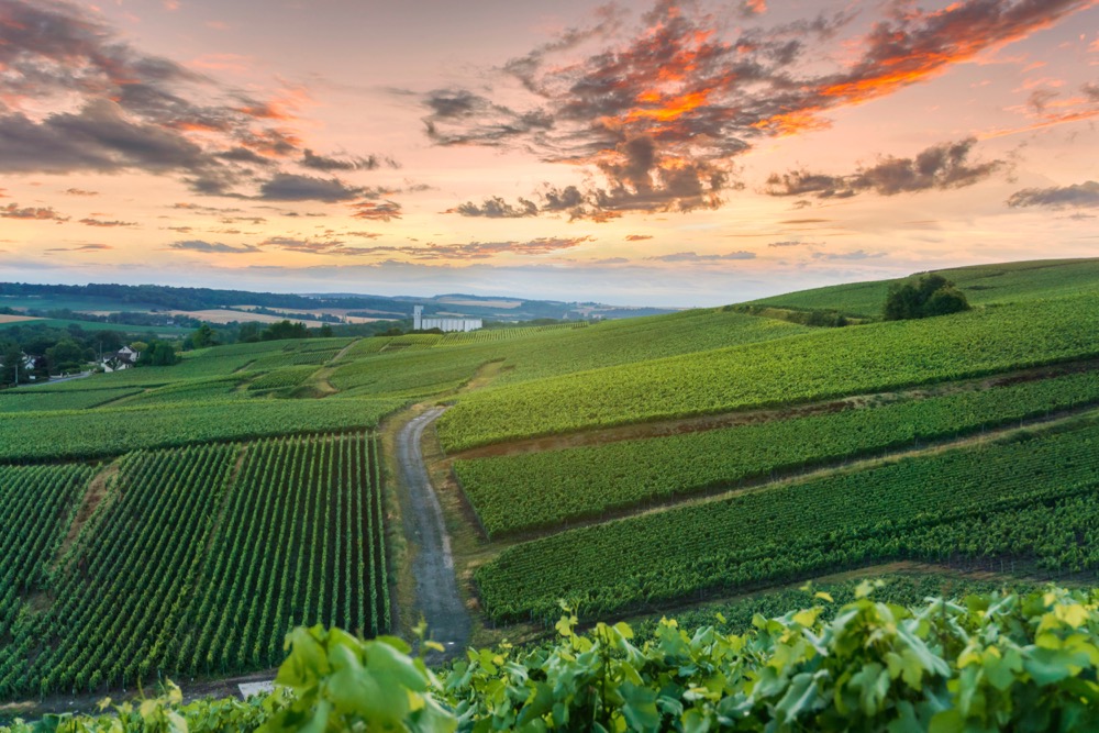Champagne vineyards at Montagne de Reims, France. (Southtownboy/iStock/Getty Images)
