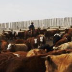 (Photo courtesy Canada Beef Inc.)
