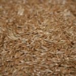 (Photo courtesy Canaryseed Development Commission of Saskatchewan)