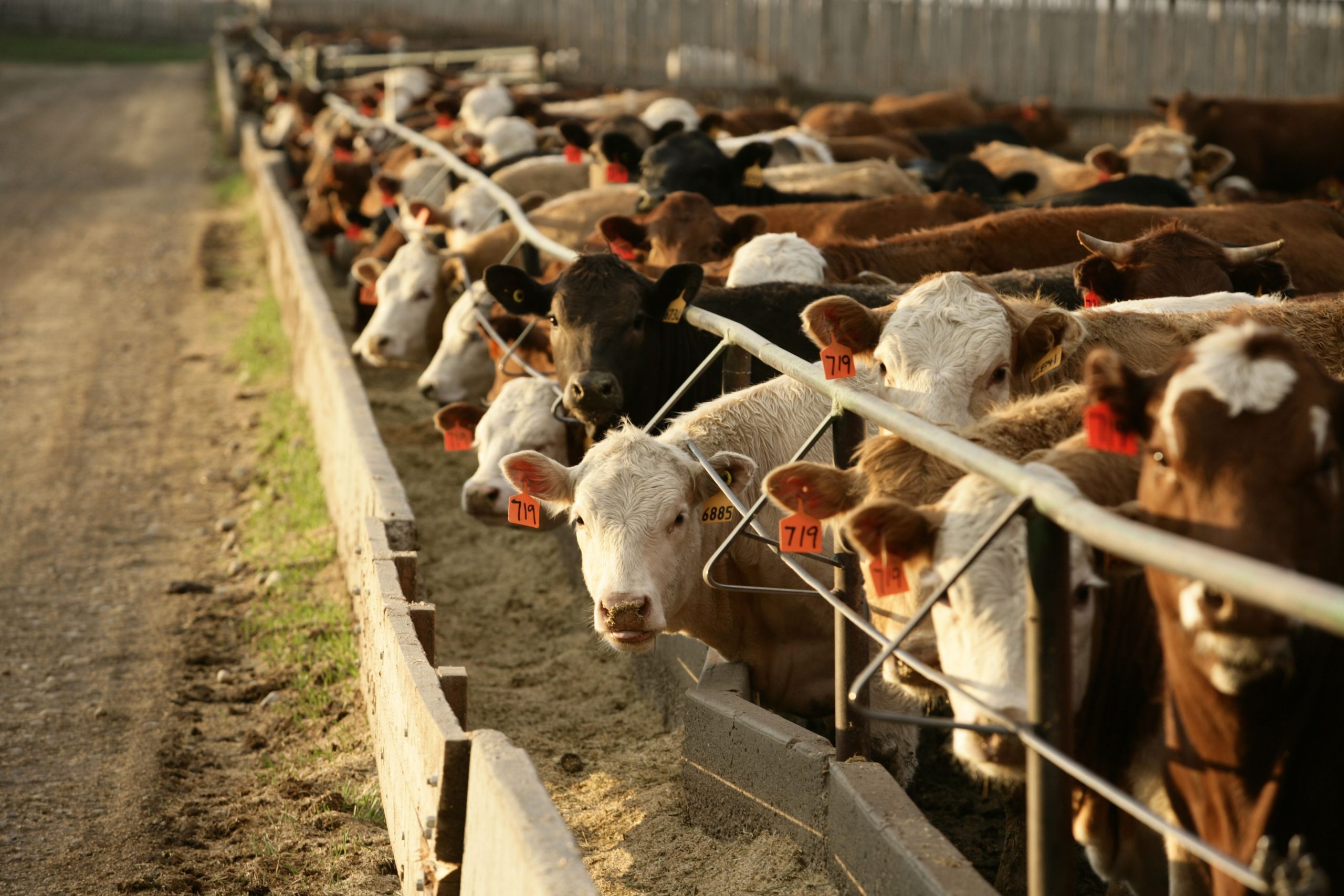 Feeding conditions remain favourable and margins look positive through January, which are expected to provide a healthy environment moving forward. (Beef Information Centre photo)

