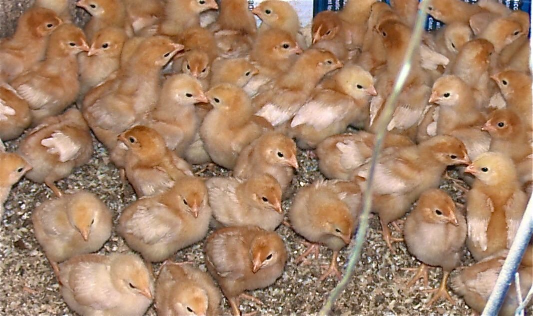‘Low-path’ avian flus named reportable diseases