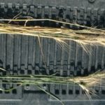 Aster yellows are suspected in the wheat at the top. The wheat below is infected with fusarium head blight. (Les Henry photo)
