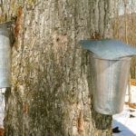 (Photo courtesy Federation des producteurs acericoles du Quebec.)
