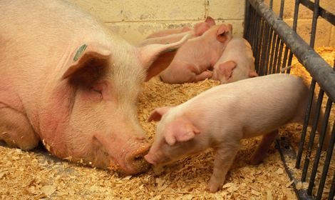 HSI says a ban on gestation crates will allow breeding sows to &rdquo;better express natural behaviours (and) benefit from greater freedom of movement, better socialization and a higher level of welfare.&rdquo; (Photo by Keith Weller courtesy ARS/USDA)
