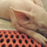 Newborn piglets under four weeks of age are considered to be at the greatest risk from the PED virus. (Laura Rance photo)
