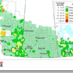 Agriculture and Agri-Food Canada’s 2013 Prairie grasshopper forecast. (AAFC)
