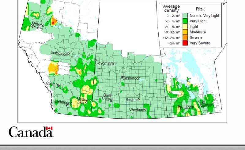 Agriculture and Agri-Food Canada’s 2013 Prairie grasshopper forecast. (AAFC)
