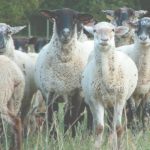Shepherds urged to add their say in draft sheep industry code