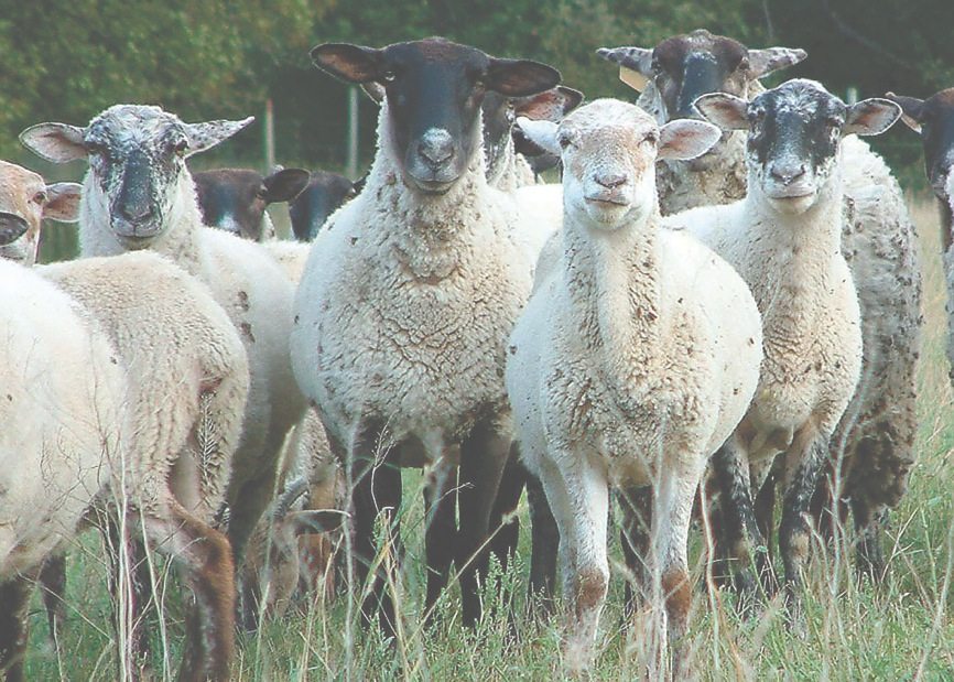 Shepherds urged to add their say in draft sheep industry code