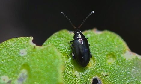 Flea beetle. (CanolaCouncil.org)
