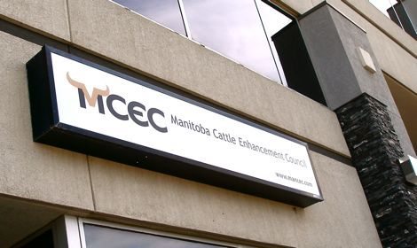 Manitoba halts cattle levy collection