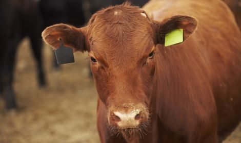 Starting Jan. 1, 2016, the updated code of practice for care of beef cattle will require use of pain control when dehorning a calf at any point after horn buds attach to a calf&rsquo;s skull. (Canada Beef Inc. photo)
