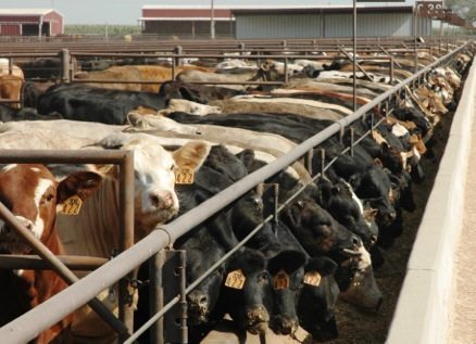 Cargill bans Zilmax from beef supply until issues resolved