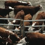 Canadian feeder cattle exports seen surging after Tyson move