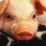 Porcine epidemic diarrhea, which has reached over 3,500 farms in 25 U.S. states since last April, is now confirmed on 23 farms in Ontario, Manitoba and P.E.I. (Photo courtesy ARS/USDA)
