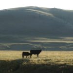 (Photo courtesy Canada Beef Inc.)
