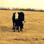 A cow and new calf on May 4 near Turtle Lake, Sask., about 110 km north of North Battleford. (Lisa Guenther photo)
