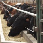 (Photo courtesy Canada Beef Inc.)
